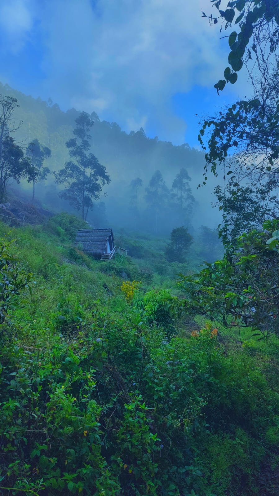 A-frame cottage emerging from the morning mist at Magic Valley