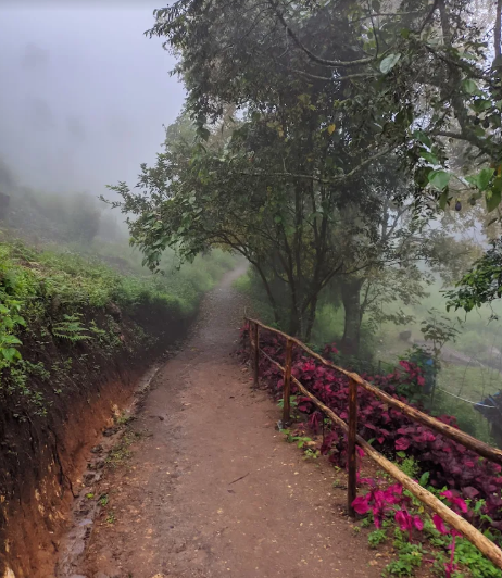Misty forest path through the valley at Magic Valley, Vattavada