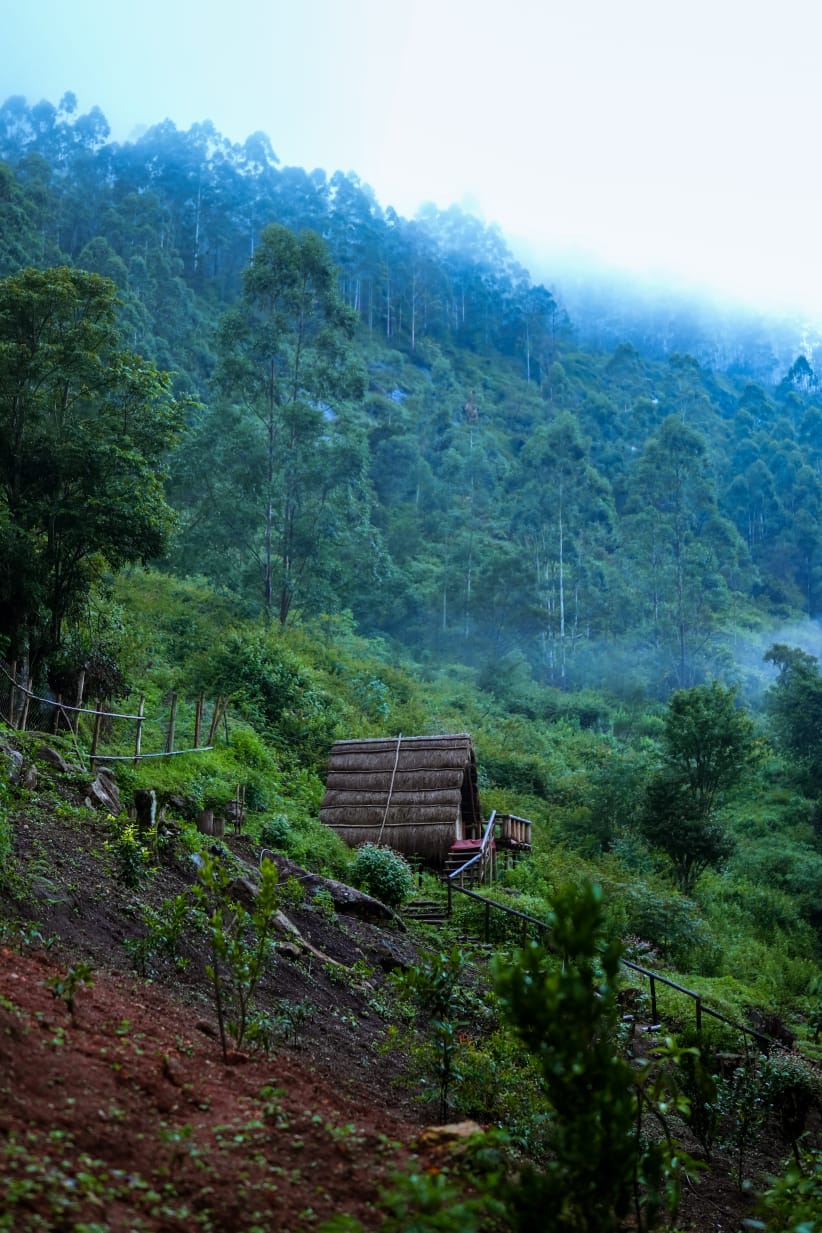 Misty valley morning at Magic Valley — cabin on a forested hillside at 6,500 ft