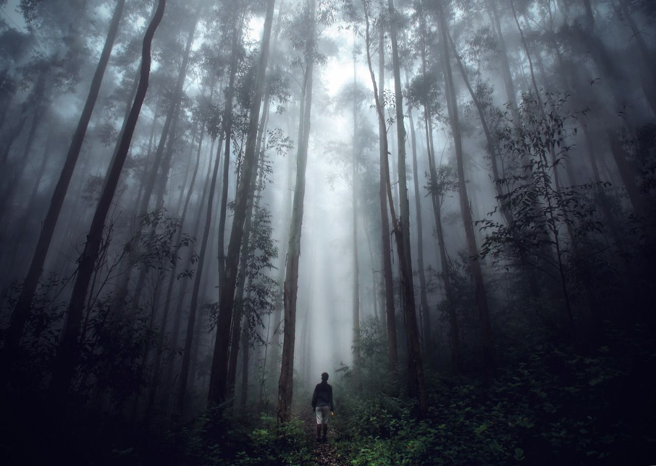 Solo trekker walking into a cathedral of mist and eucalyptus forest